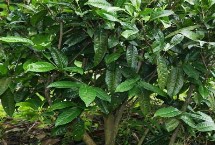 茶叶树的种植技术 施肥以多次少许为主