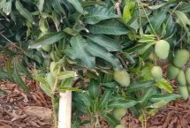 芒果栽种要点 开花期要提供充足的水分