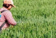 草铵膦与草甘膦的区别 成本、类型、见效时间等均不同