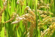 晶两优1125水稻品种简介 全生育期132.8天