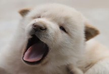 腊肠犬怎么饲养 平时要定期饲喂煮熟的肉食
