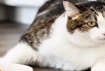 春天猫咪食欲下降怎么解决 可以尝试着调整饮食结构