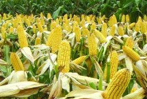 盘州520玉米种子特征特性 每亩种植3000～4200株