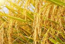圳两优2018水稻种子特征特性 每亩栽插5万穴左右