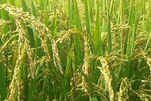 富糯628水稻种子特点 栽插每亩用种量2-3千克