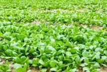 青菜的种植方法 需要选择颗粒饱满且无病虫害的种子