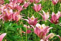 百合花的繁殖方法 春季可在苗圃中播种