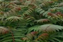 香椿矮化密植技术要点 苗长到近2米时可以摘除顶梢
