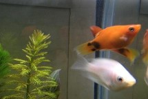 皮实好养的观赏鱼品种 米奇鱼和玛丽鱼等种类均适合饲养