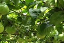黄金百香果的管理要点 施肥是重中之重