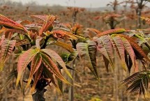 香椿芽苗菜种植方法 被称为“树上蔬菜”