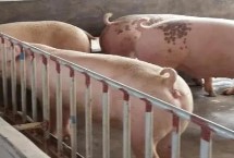 怎么防治猪口蹄疫 需避免在疫情发生区购买种猪