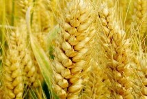 兰天133小麦种子简介 适宜播种期9月中旬