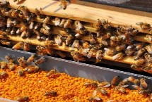 蜜蜂为什么会逃跑 可能是环境不适、缺少食物等原因所导致