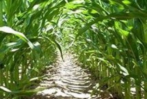 中玉338玉米品种的特性 春播平均全生育期120.7天