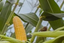 尧玉66玉米种子简介 适宜播期4月下旬
