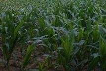 渭玉301玉米种子特征特性 属高淀粉品种