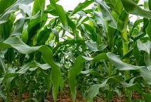 大地809玉米种子特征特性 适宜播种期6月上旬-6月中旬
