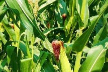 天玉1玉米品种的特性 夏播生育期105天