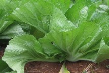 芥菜的田间管理方法 每次培土都需追施肥一次