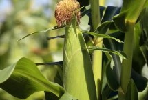 锦糯6号玉米种子特点 种植密度为3500株/亩