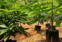 发财树的种植方法 种植起来是比较简单