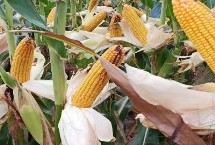 玉米苞叶短的原因 水分和天气都是关键因素