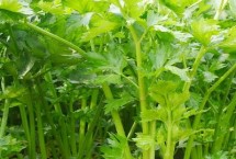 芹菜育苗方法 发芽需要较多的水分及光照