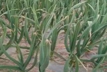 种植大蒜怎么进行水肥管理 施肥原则为基肥为主、追肥为辅
