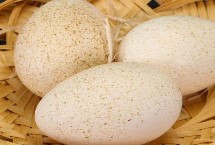 火鸡蛋有多大 跟鸭蛋大小相当