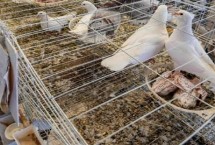 养鸽子的大棚怎样搭建 分为群养式和笼养式