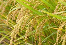 峰软优天弘油占水稻种子介绍 晚造全生育期112～114天