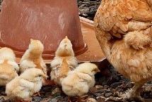 小鸡喜欢吃什么 爱吃青菜、小虫、碎米等