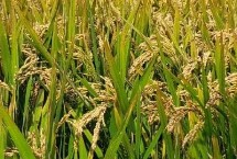 N两优026水稻品种的特性 籼型两系杂交水稻品种