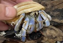 寄居蟹怎么养 可选择鱼缸或爬行类宠物的饲养箱
