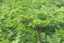 种植当归的条件 种植地的海拔需超过2000米