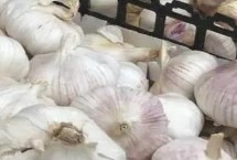 大蒜的产地在哪里 我国南北各地普遍都有栽培