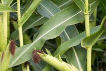 粒隆176玉米种子简介 注意防治玉米螟等害虫