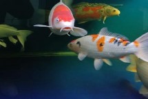 锦鲤趴缸底的原因及防治方法 水温过低或缺氧均会导致