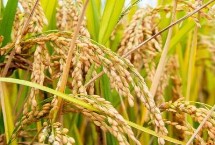 富稻84水稻种简介 该品种主茎12片叶