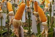 适合山西地区种植的高产玉米品种 推荐这6款
