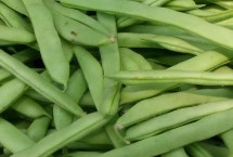 四季豆的种植时间 可春播和秋播
