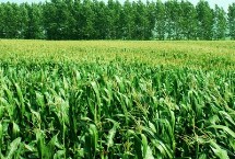 周糯6号玉米种简介 平均生育期72.8天