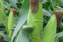 佳玉8号玉米品种简介 大喇叭口期防治玉米螟虫