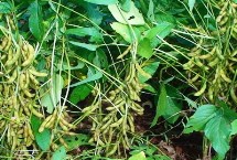 大豆种植技术 选择适合当地种植的品种