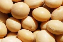 合农74大豆种子特点 在适应区五月上旬播种