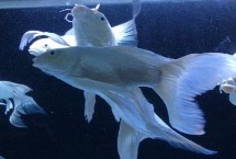 蝴蝶鲤能和什么鱼混养 可以选择锦鲤、龙鱼和龙虎魟鱼