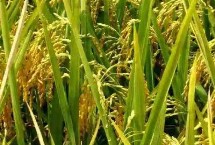 耕香优银粘水稻品种简介 秧田亩播种量10.0千克
