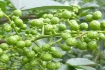 竹叶花椒苗的价格 产区不同价格不同