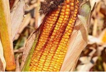 高产夏玉米品种介绍 不同的田地类型适合种植不同品种